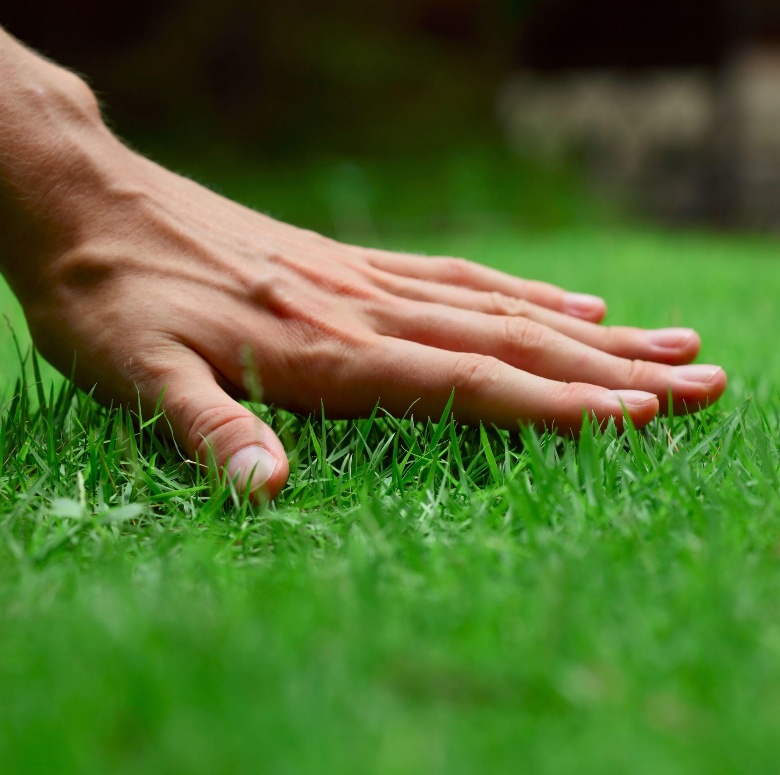 Lawn-Care-Services-New-Brunswick-Grass